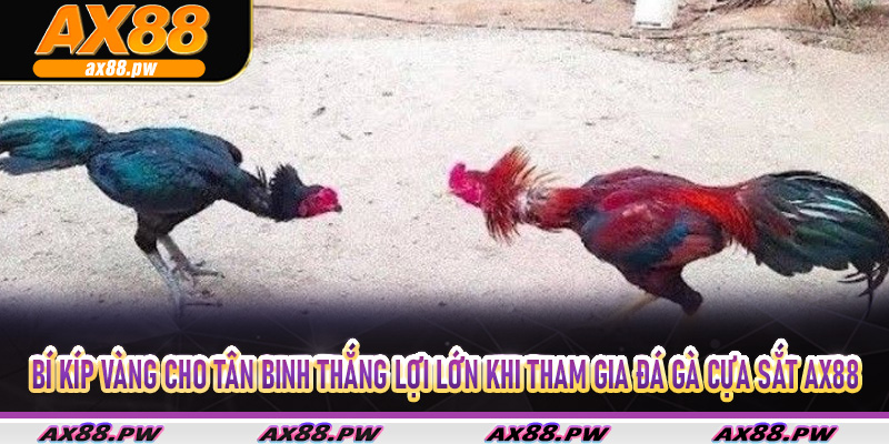 Bí kíp vàng cho tân binh thắng lợi lớn khi tham gia đá gà cựa sắt Ax88